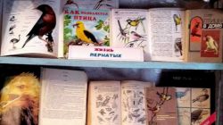 С давних пор на Руси в ноябре 12 числа отмечается Синичкин день или день встречи…