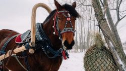 Ух ты, Масленица! 🥞